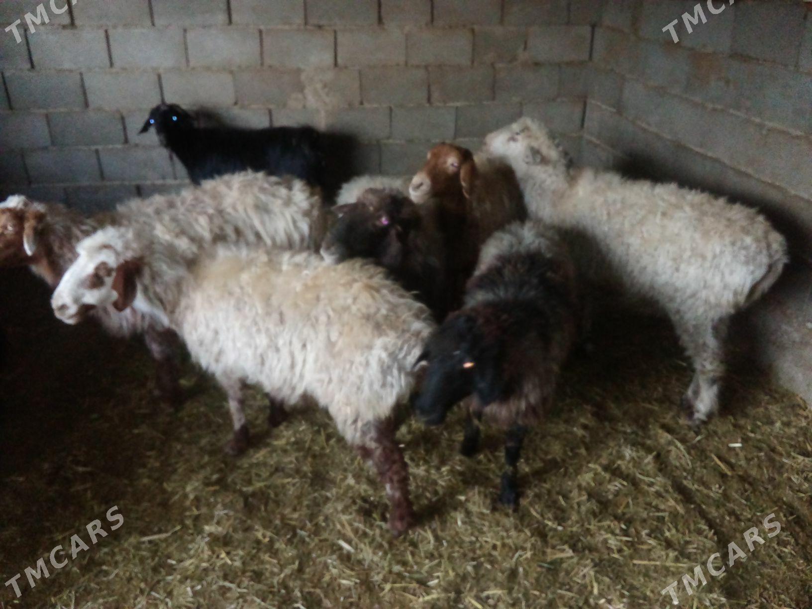 GOŶUN GEÇI - Бахарден - img 3