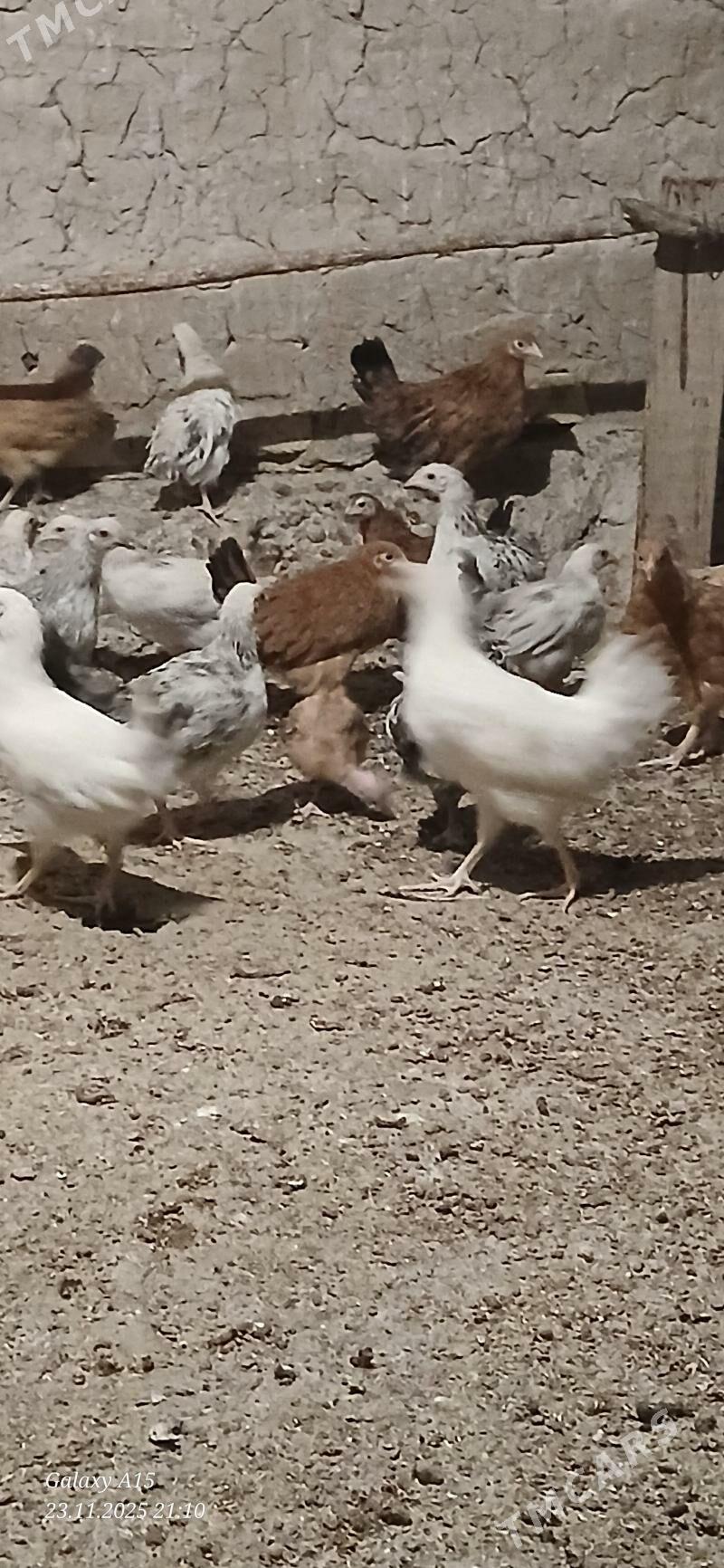 juje - Бабадайхан - img 7