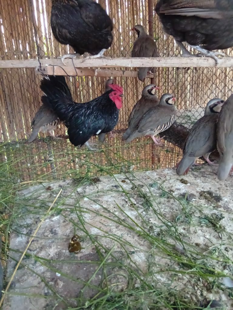 Kohin karlik - Туркменгала - img 2