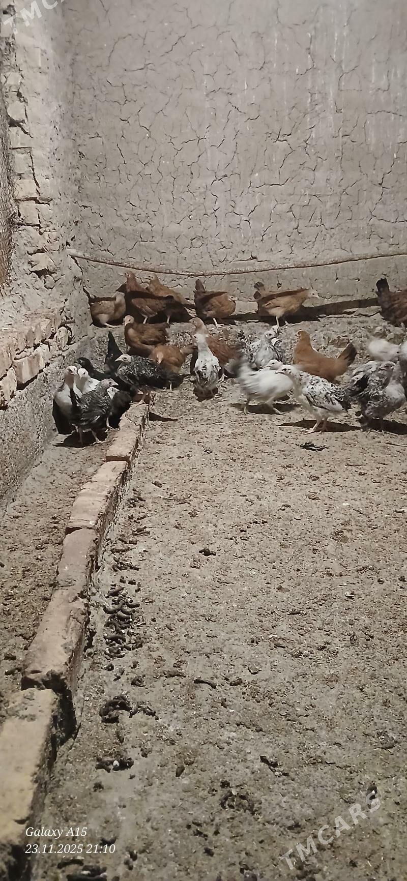 juje - Бабадайхан - img 4