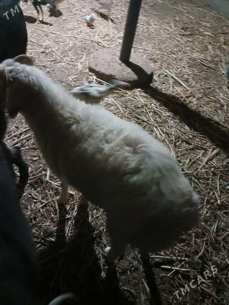 Gozi - Şabat etr. - img 2