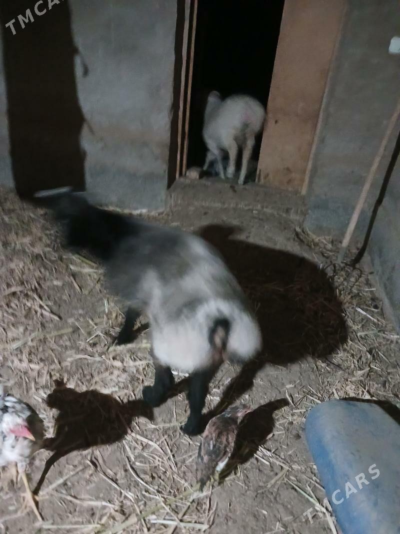 Gozi - Şabat etr. - img 4