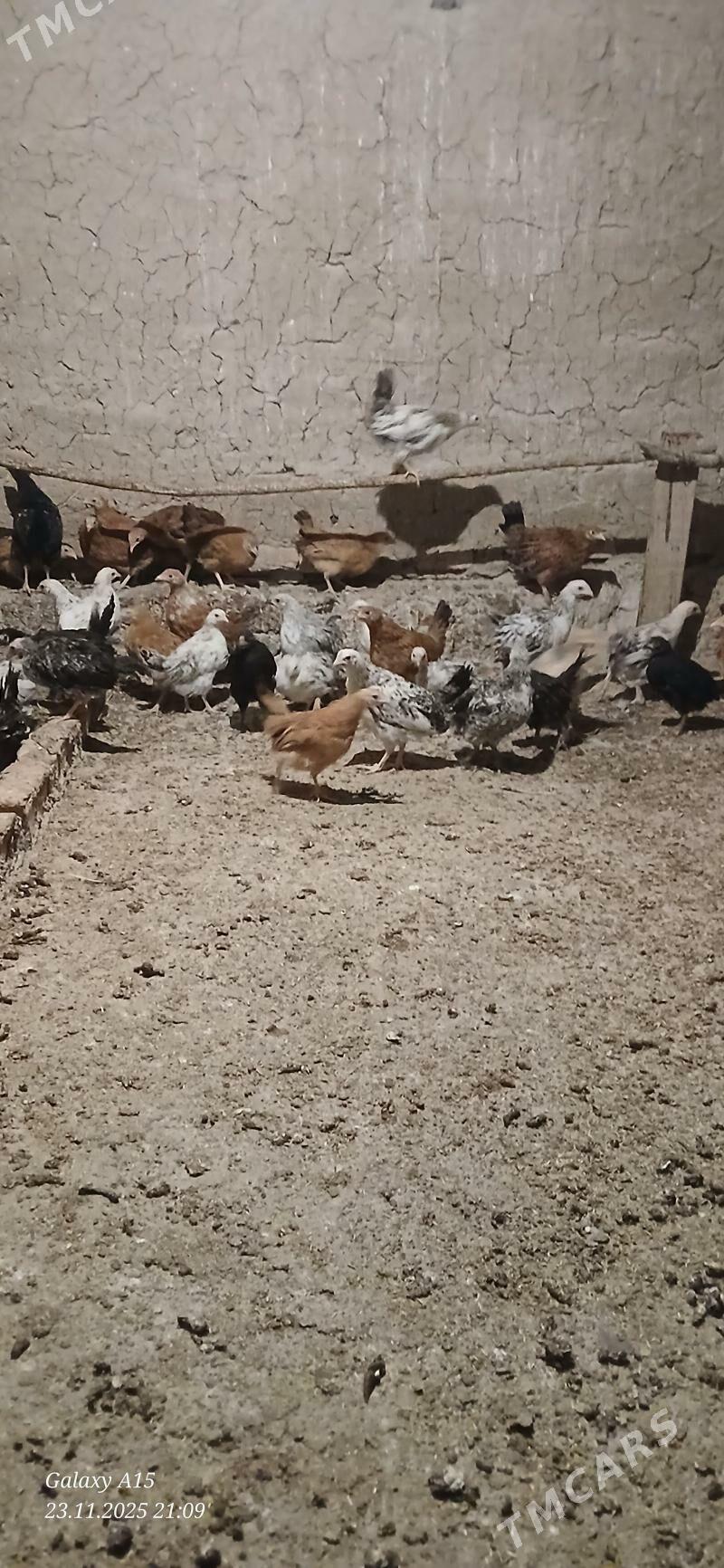 juje - Бабадайхан - img 2