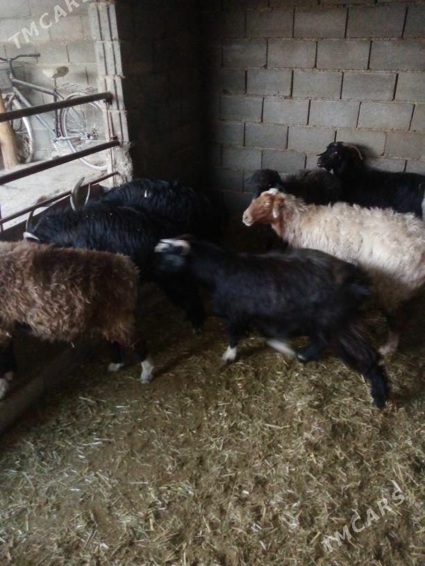 GOŶUN GEÇI - Бахарден - img 5