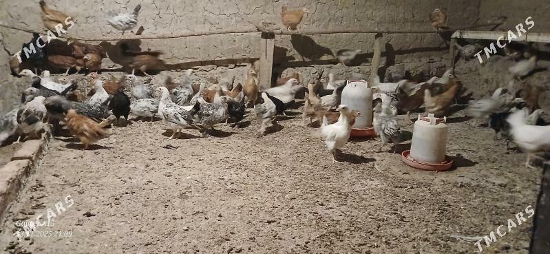 juje - Бабадайхан - img 3