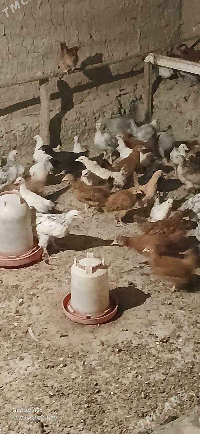 juje - Бабадайхан - img 6