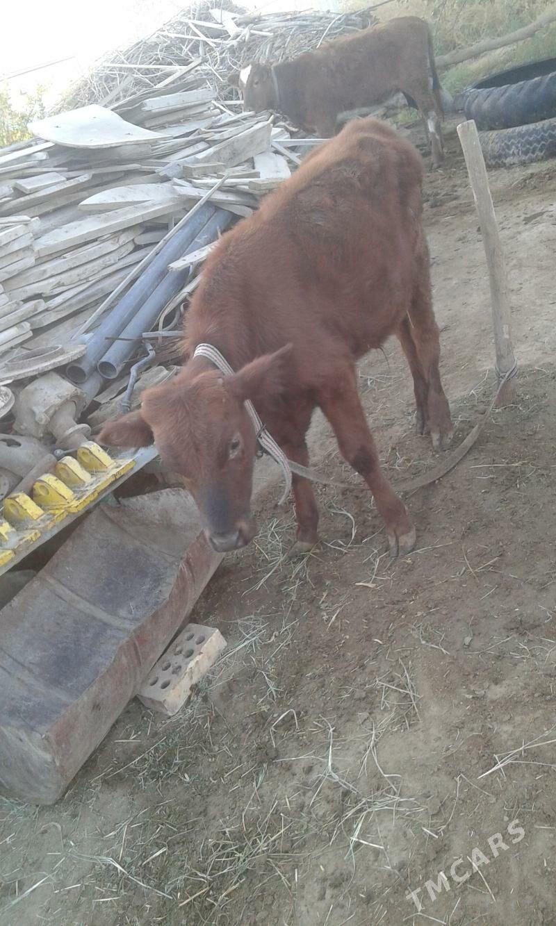 Okuzce - Mary - img 1