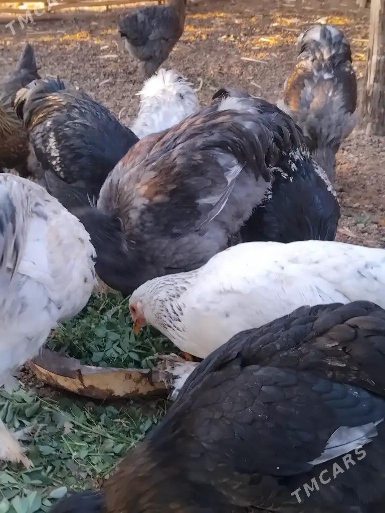 Brama tovuk: - Гороглы (Тагта) - img 2