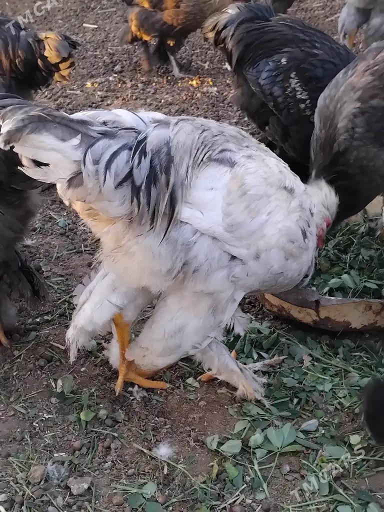 Brama tovuk: - Гороглы (Тагта) - img 3