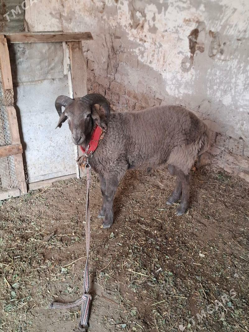 Guzular - Daşoguz - img 3