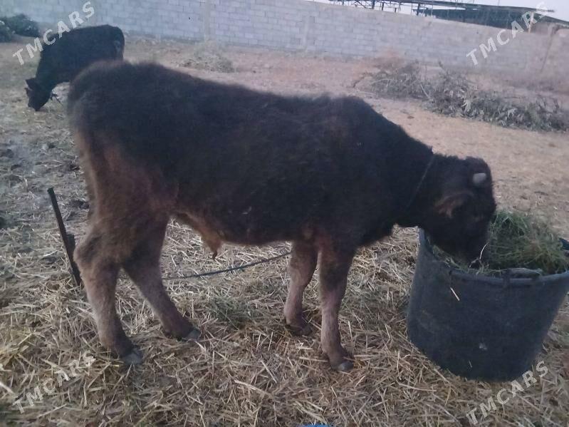 okuz erli mal - Гёкдепе - img 2