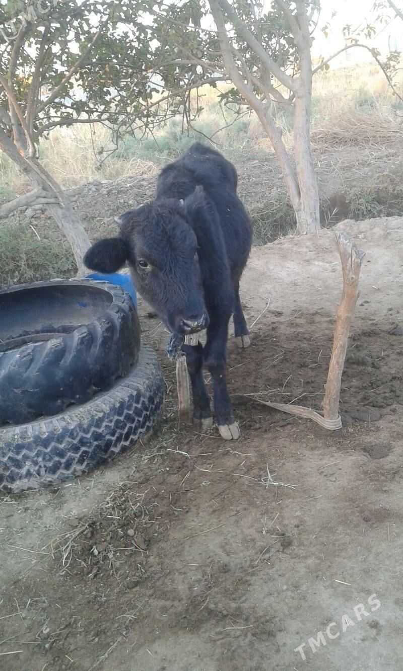 Okuzce - Mary - img 2