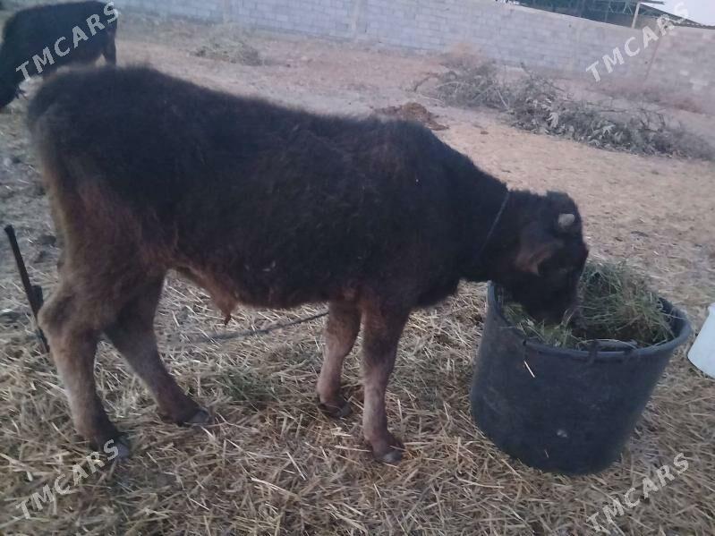 okuz erli mal - Гёкдепе - img 3