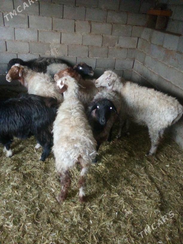 GOŶUN GEÇI - Бахарден - img 4