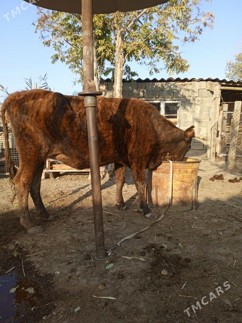 sygyr - Bereket - img 4