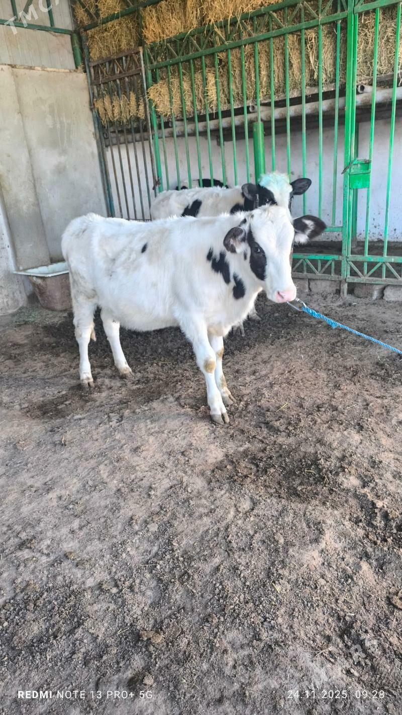 tuwe - Ашхабад - img 2