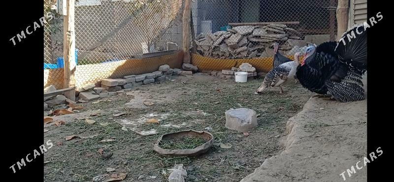 Induk - Ашхабад - img 2