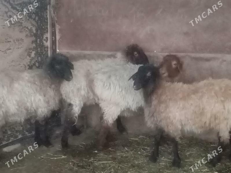 Tokly - Mary - img 2