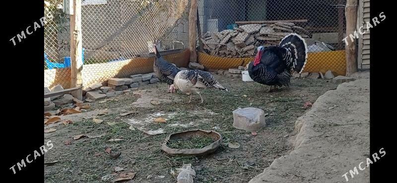 Induk - Ашхабад - img 3