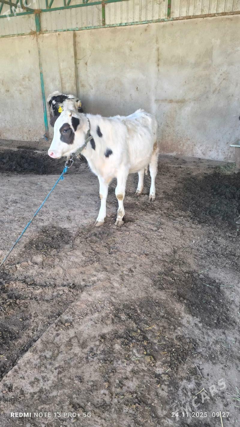 tuwe - Ашхабад - img 3