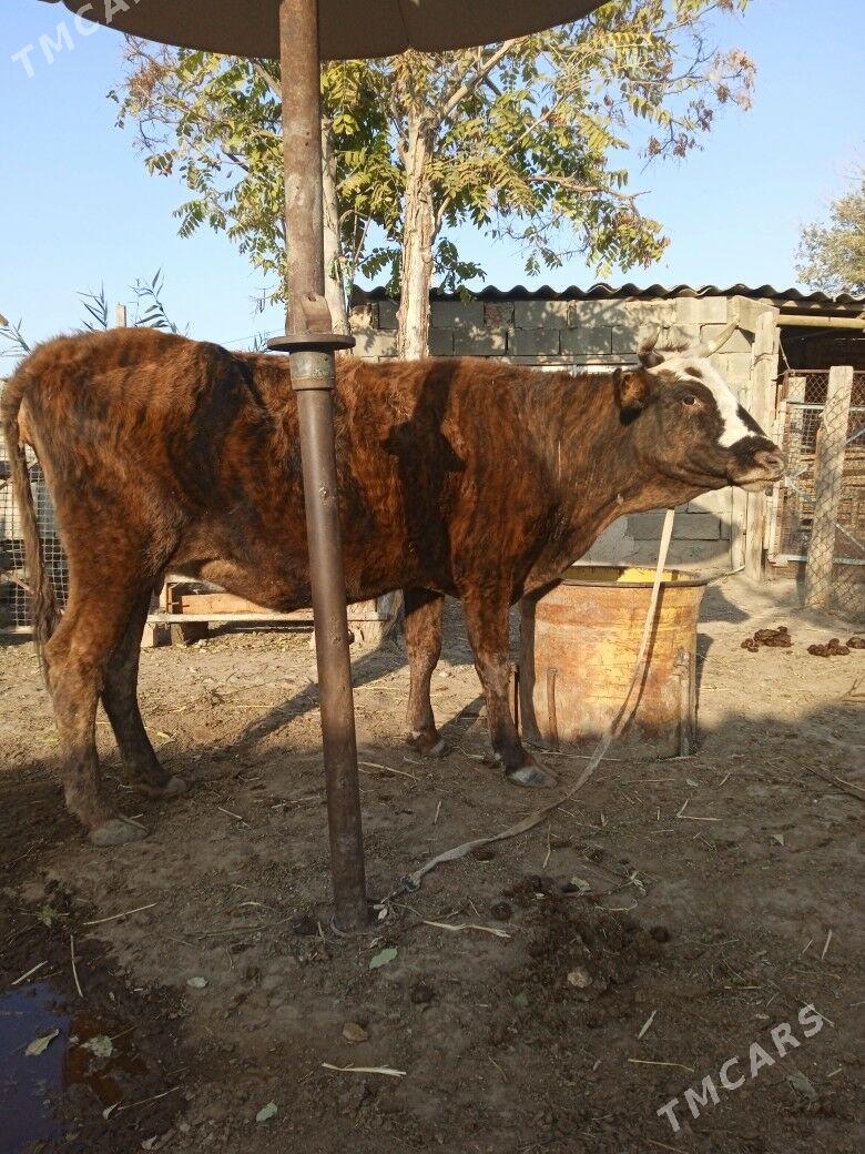 sygyr - Bereket - img 3