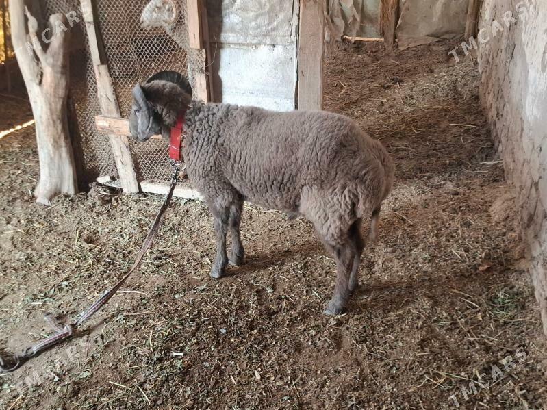 Guzular - Daşoguz - img 4