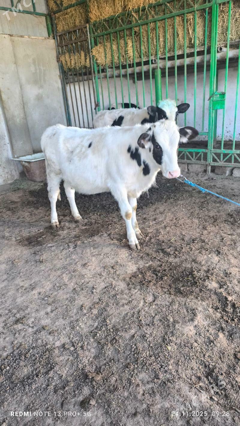 tuwe - Ашхабад - img 1