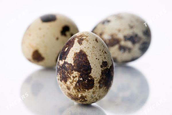 Jüýje, bedene we yumurtgasy - Çoganly - img 4