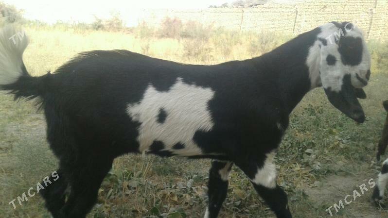 Пакистан Чебиш уркачы - Kerki - img 1