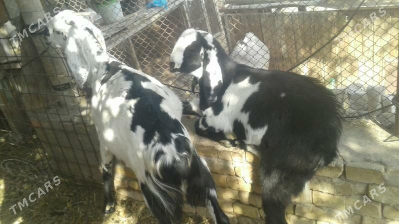 Пакистан Чебиш уркачы - Kerki - img 3