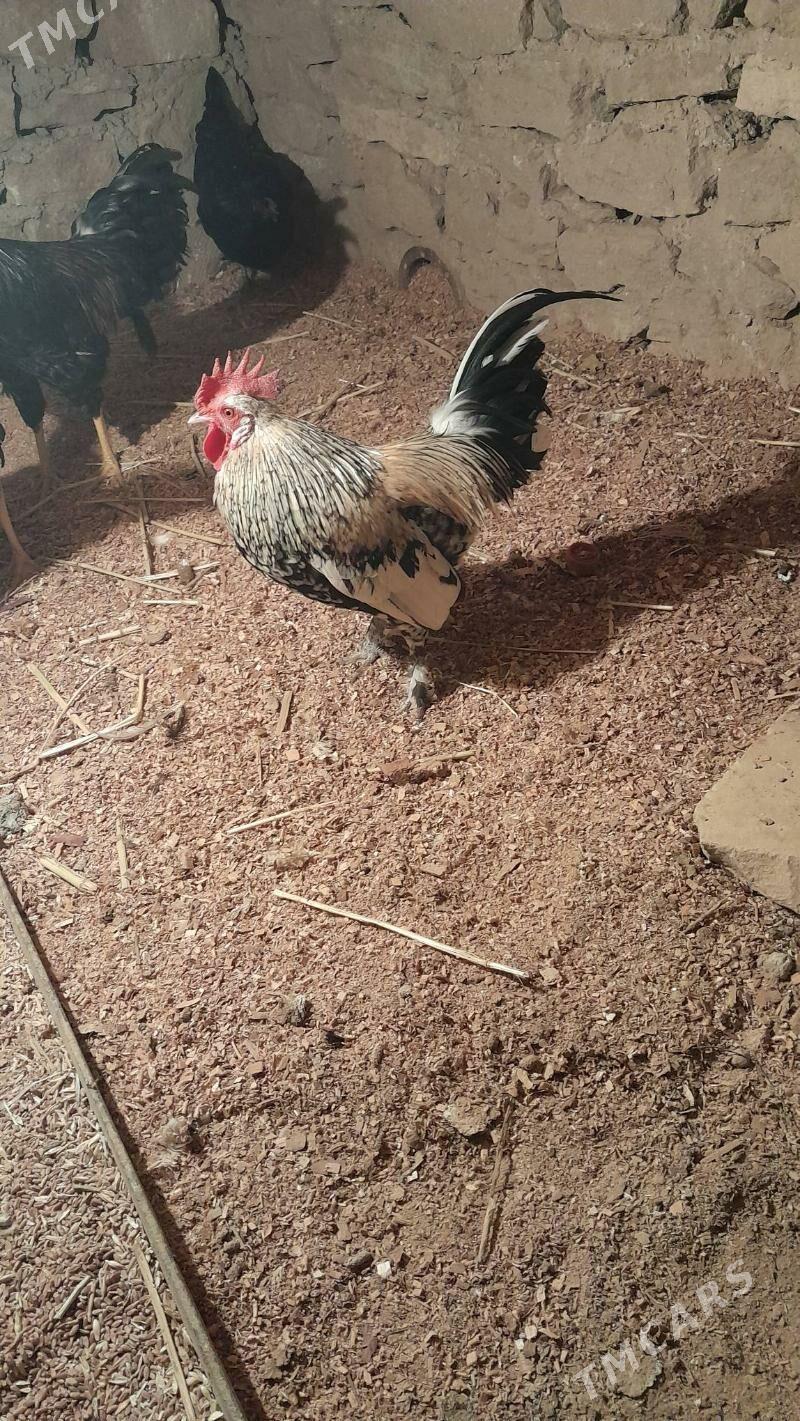 yapuncık - Magdanly - img 2