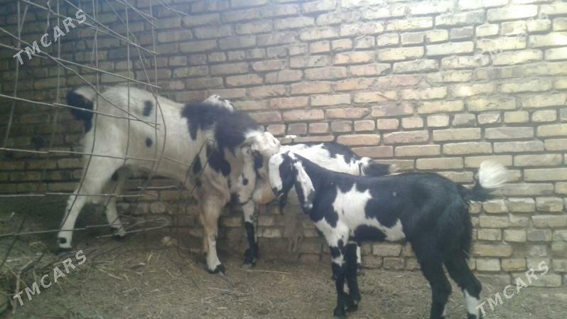 Пакистан Чебиш уркачы - Kerki - img 2