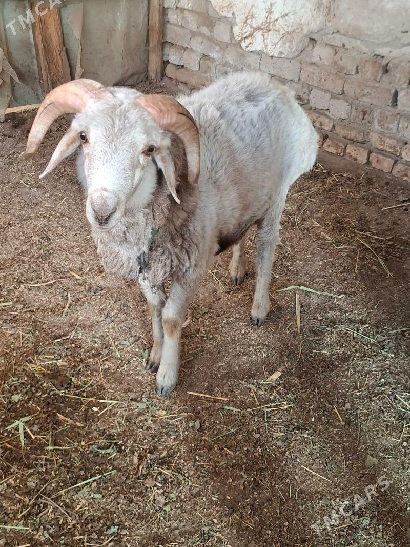 Guzular - Daşoguz - img 2