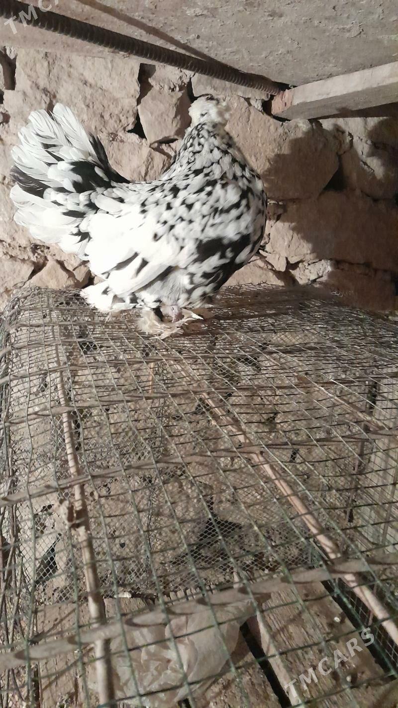 yapuncık - Magdanly - img 3