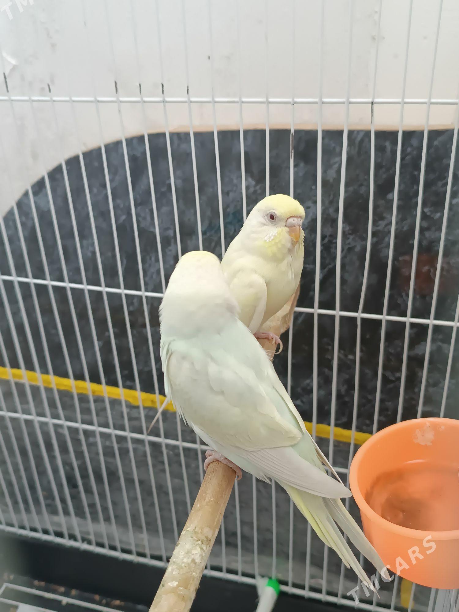 popugay - Aşgabat - img 2