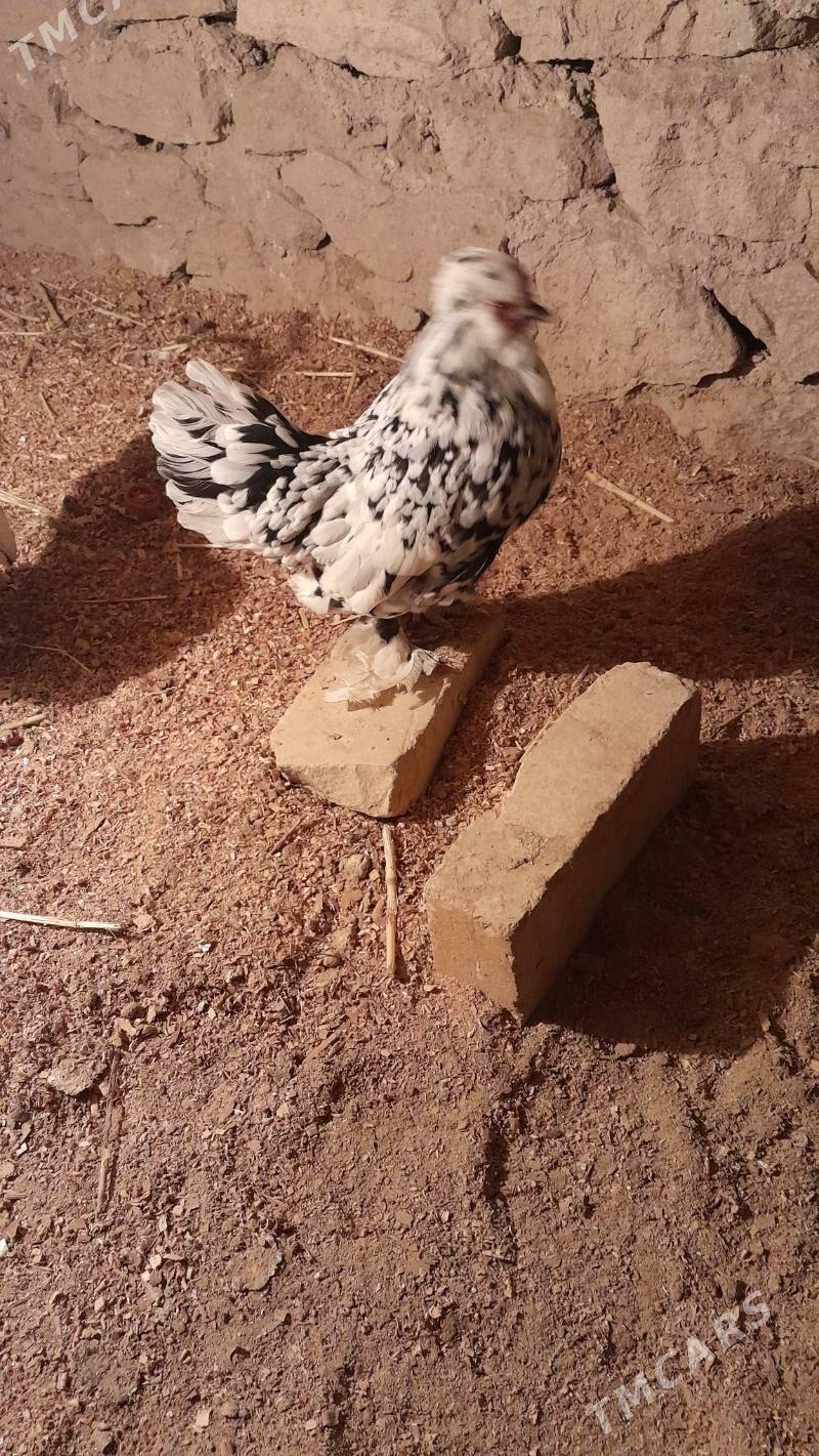 yapuncık - Magdanly - img 1