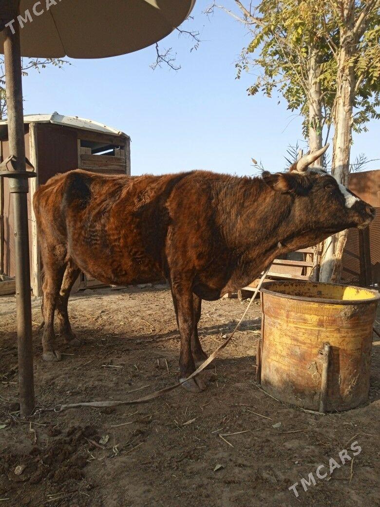 sygyr - Bereket - img 1