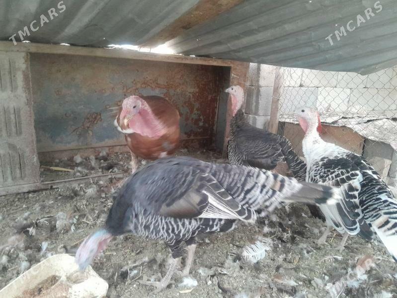 induk - Гёкдепе - img 2