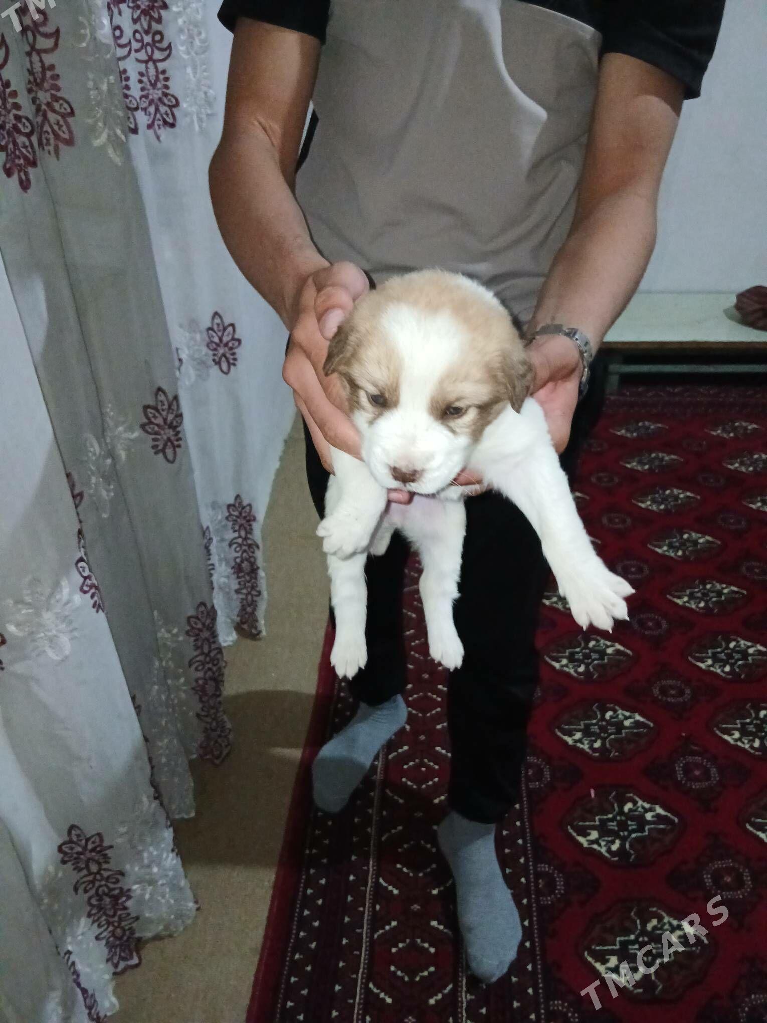 turkmen it - Теджен - img 1