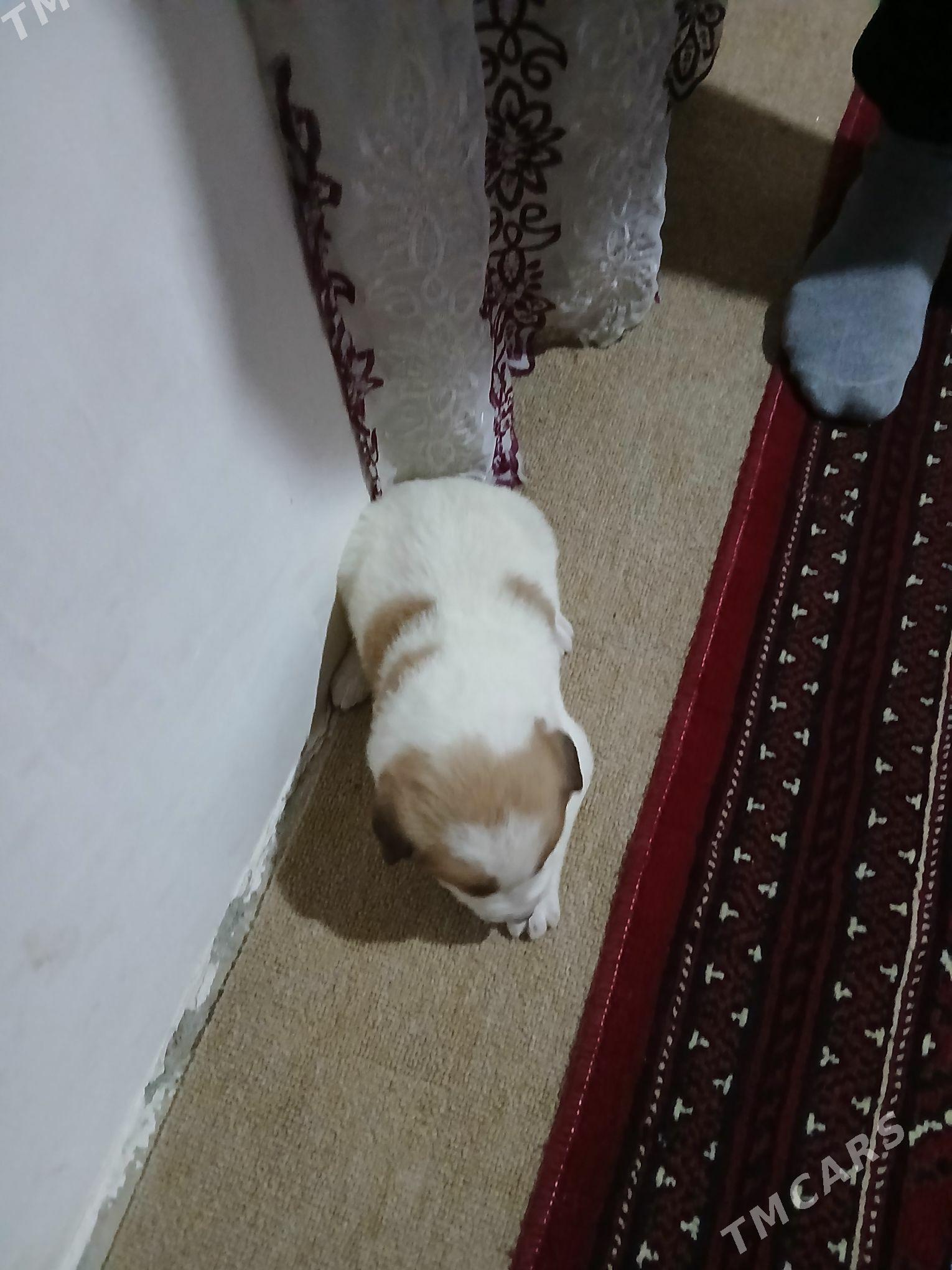 turkmen it - Теджен - img 3