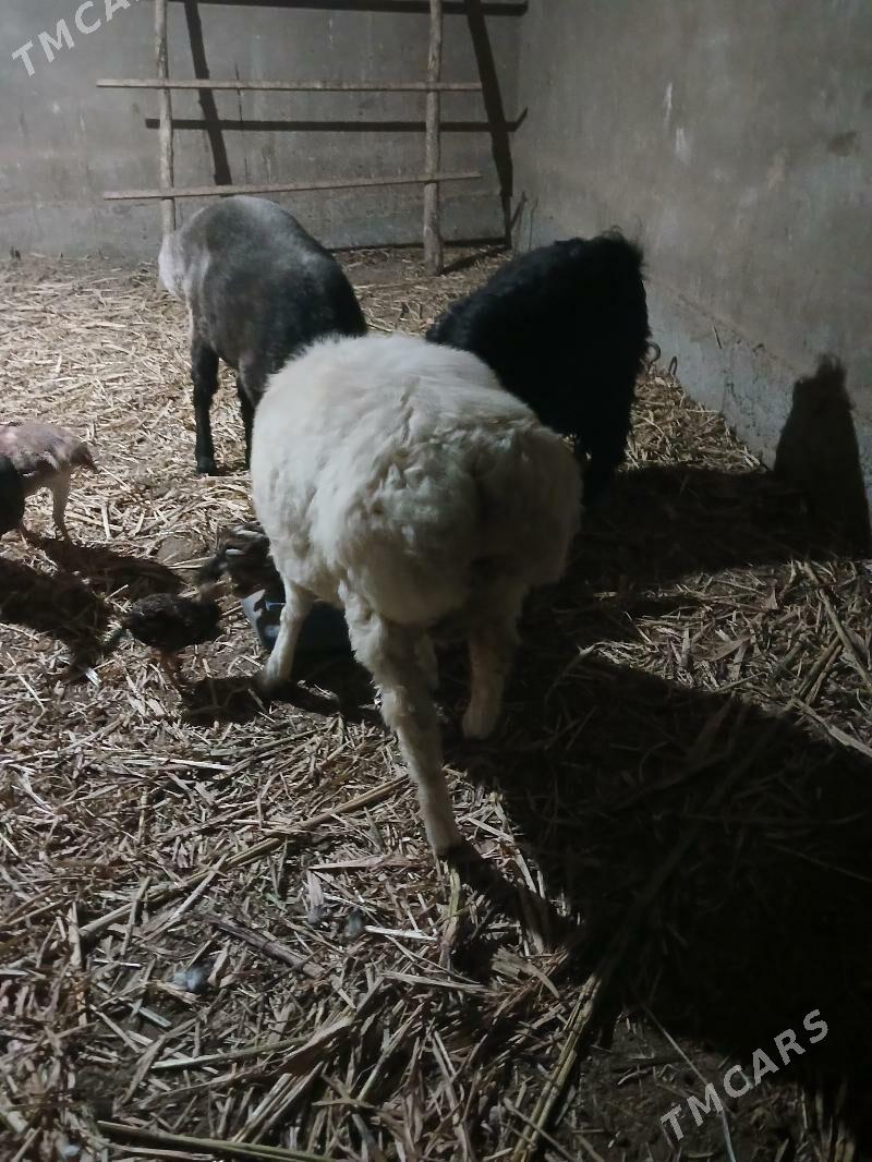 Gozi - Şabat etr. - img 3