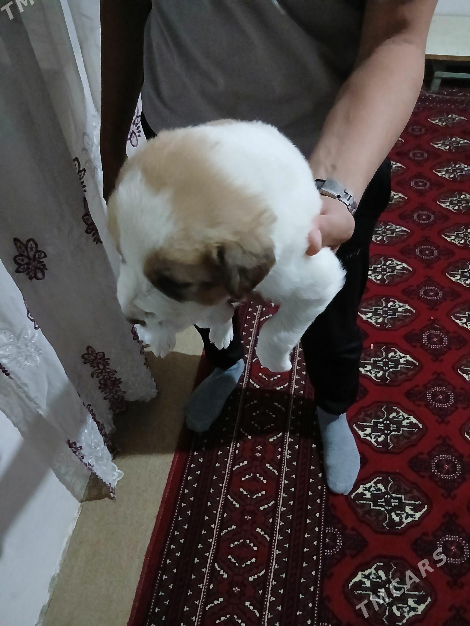 turkmen it - Теджен - img 2