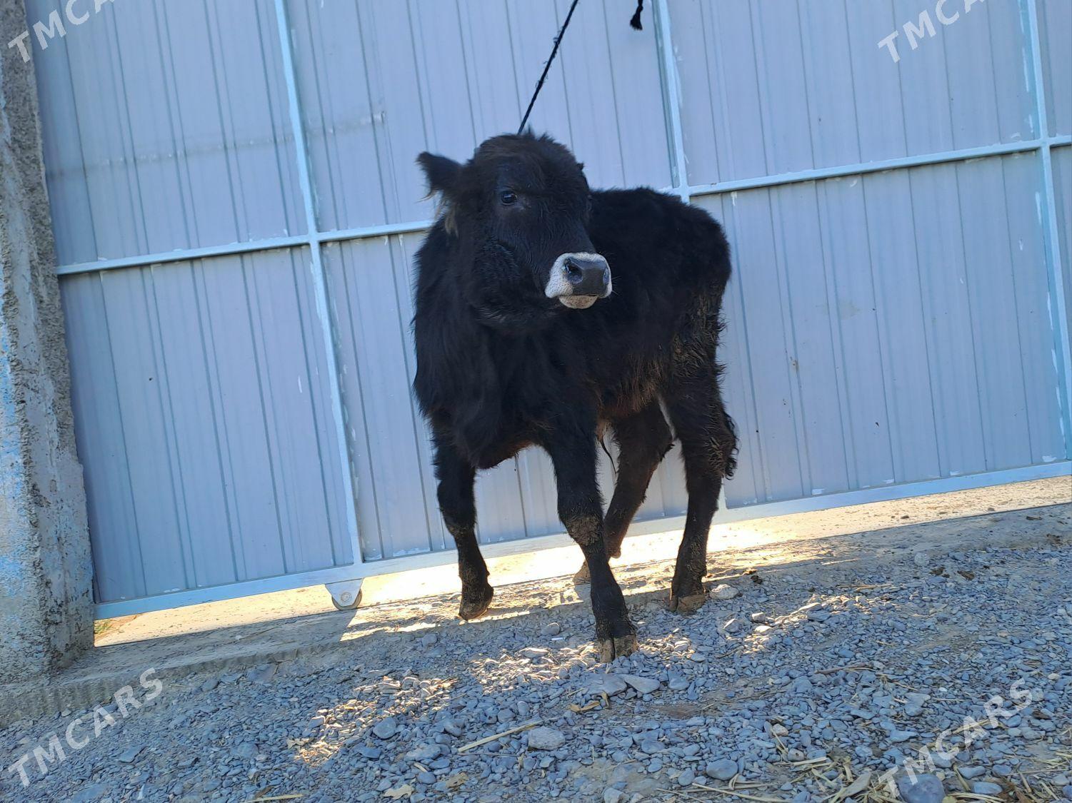 şwet ökiz - Büzmeýin - img 3