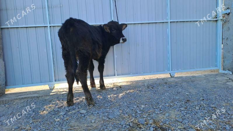 şwet ökiz - Büzmeýin - img 2