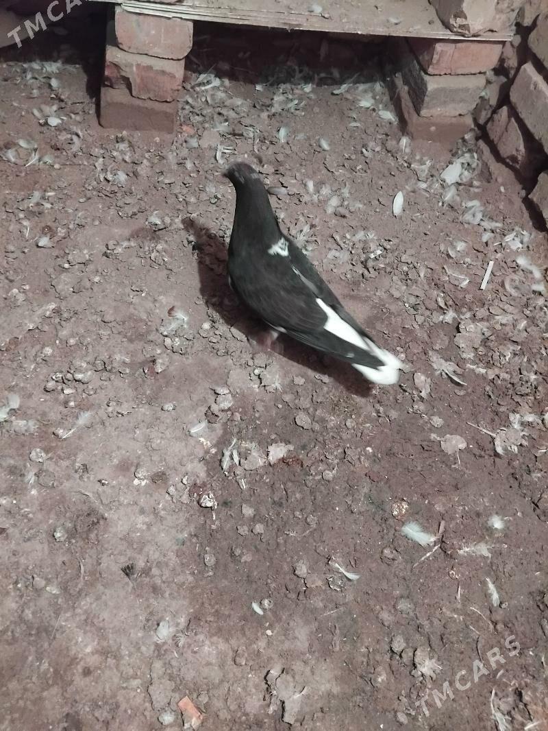 kepderi - Mary - img 2