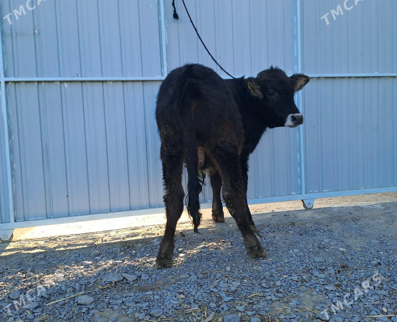 şwet ökiz - Büzmeýin - img 5