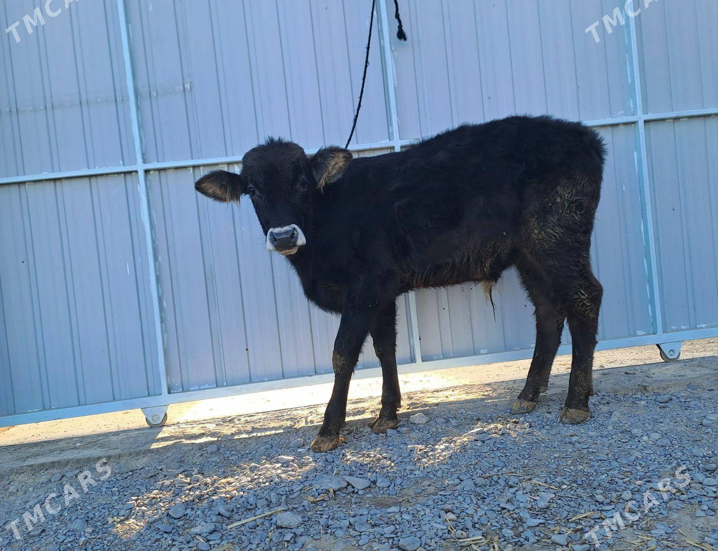 şwet ökiz - Büzmeýin - img 4