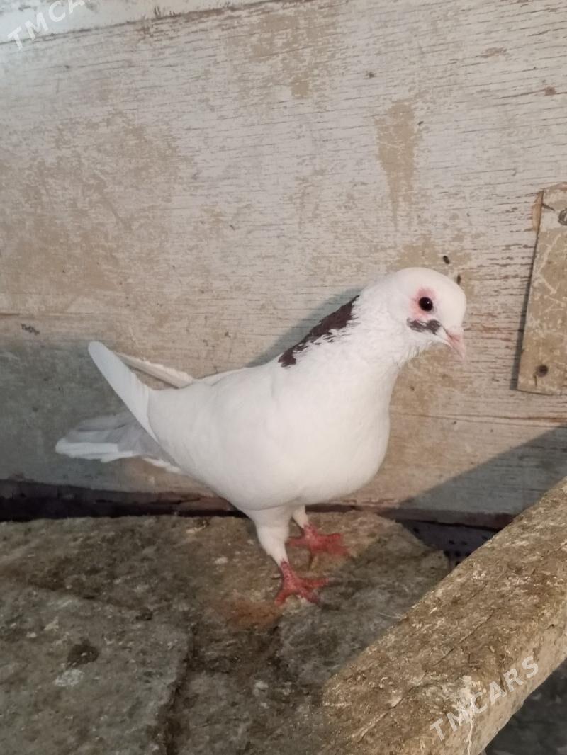 kepderi - Aşgabat - img 5