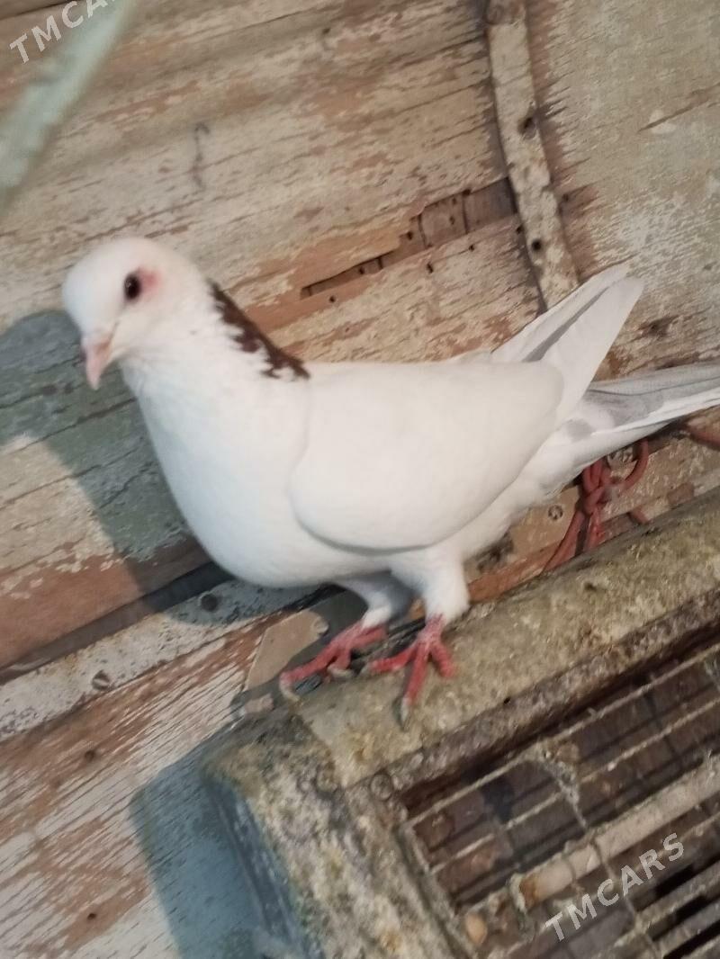 kepderi - Aşgabat - img 6