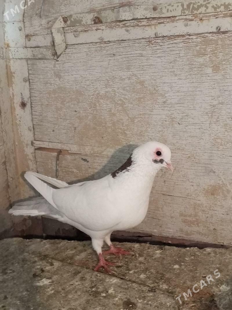 kepderi - Aşgabat - img 2